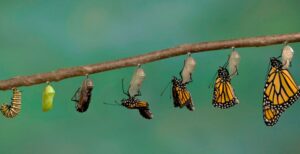 Las 6 reglas para la transformación y cambios en la organización